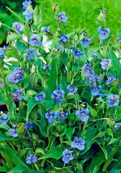 Nádherná trvalka: Commelina tuberosa - 3