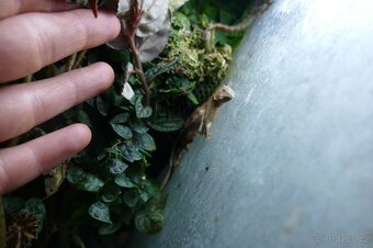 Pagekon řasnatý, Anolisové - 3