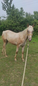 Appaloosa - 3