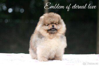 Pomeranian FCI - 3