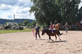 HORSE PONY - 3