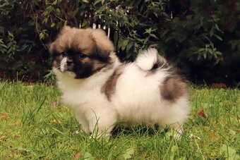 Tibetský španěl - 3