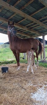 Prodej květen- červen - 3