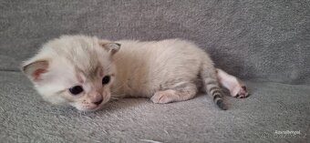 Bengálská kočička do chovu s PP - 3