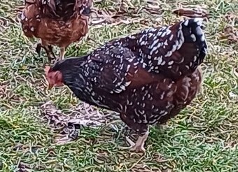 Kuřice a slepice - 3