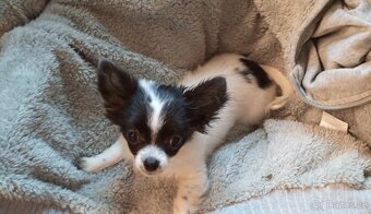 Čistokrevná čivava - 3