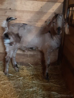 anglonubijský kozlík 100% - 3