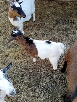 Holandský kozlík - 3