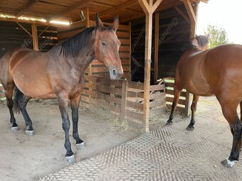Pastevní ustájení 24/7 - 3