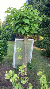 Catalpa stromky 140 až 230 cm - 3