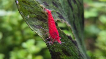 Neocaridina Davidi var. Blood Mary - 3