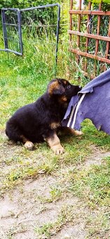 Německý ovčák - fenka dlouhosrstá s průkazem - 3