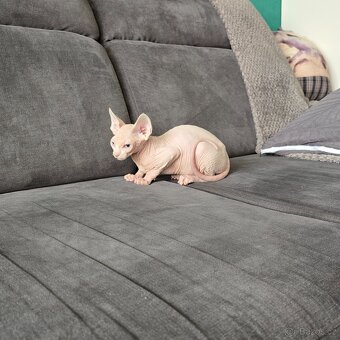 Kanadský sphynx - 3