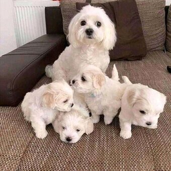 Maltipoo - 3