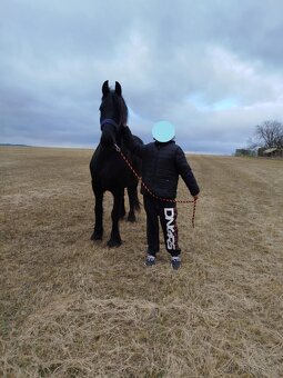 Fríský kůň, Quatrer horse - 3