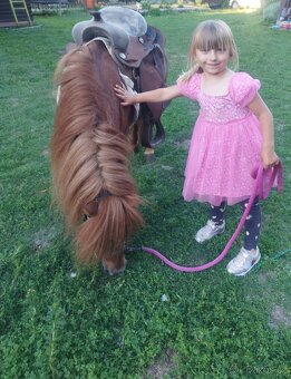 Shetland pony,aj výmena - 3