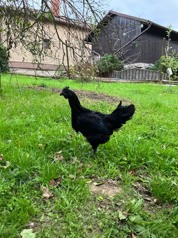 Ayam Cemani kohouti na prodej - 3