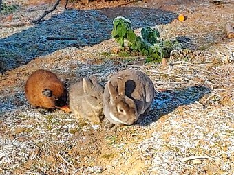 Zakrslý králíček možno i s morčetem - 3