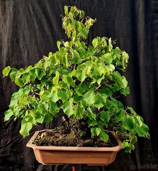 Bonsai, Bonsaj - Lipa srdcita Top - 3