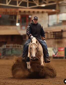 Na prodej 7letý valach plemene Quarter Horse (QH) - 3