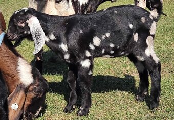 100% AN kozlík II. - 3