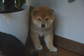 Shiba inu s průkazem původu - 3