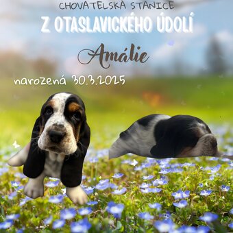 Basset Hound - štěňátka - 3