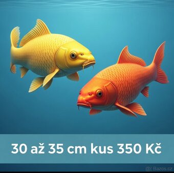 Koi kapr euro - 3