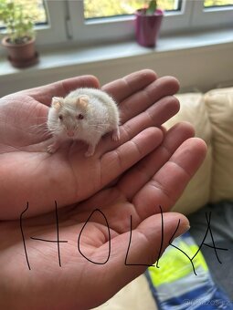 Křečci na prodej křeček džungarský - 3