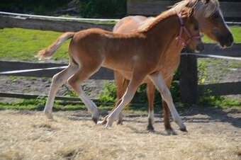 Letošní hrebecek cca 135 cm - 3