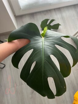 Monstera deliciosa - 3