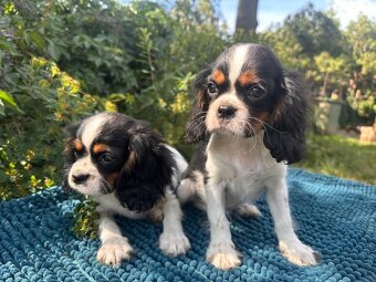 Kavalír King Charles Španěl tricolor - 3