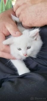 Koťátka hledají nový domov 🐾 - 3