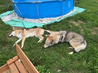 Československý vlčák - 3