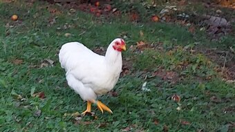 Wyandotka zdrobnělá - 3