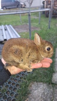 Zakrslý králík - 3