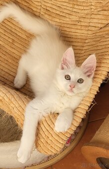 Turecká angora- koťátka s PP - 3