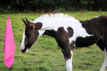 Paint Horse klisna po Cat Prints - 3