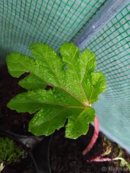 Gunnera manicata - 3