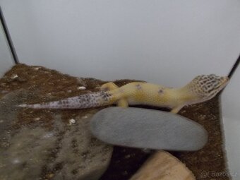 gekončík noční - 3