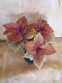Kopřivy pokojovky - 3