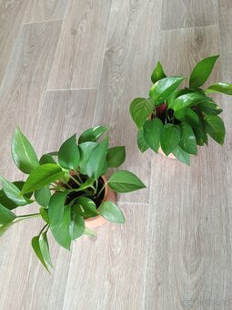 Šplhavnice neboli Epipremnum, Pothos - 3