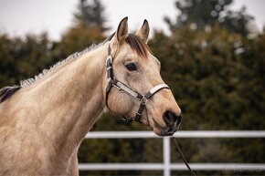 PŘIPOUŠTĚNÍ QH-BENTLEY DOC POWER - 3