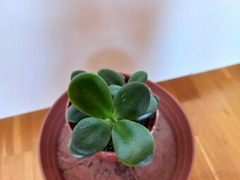 Tlustice vejčitá - crassula ovata - 3