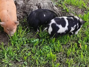 Selata kune kune - 3