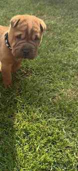 Sharpei - 3