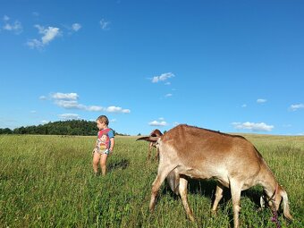 Anglonubijská koza - 3