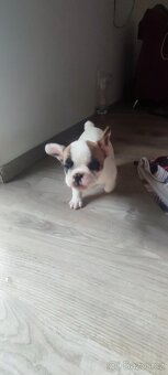 Štěňata francouzského buldočka - 3