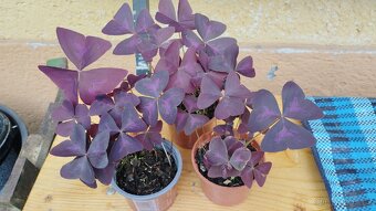 Oxalis triangularis, šťavel purpurový - 3