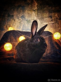 sportovní králík s pp - Helena - 3